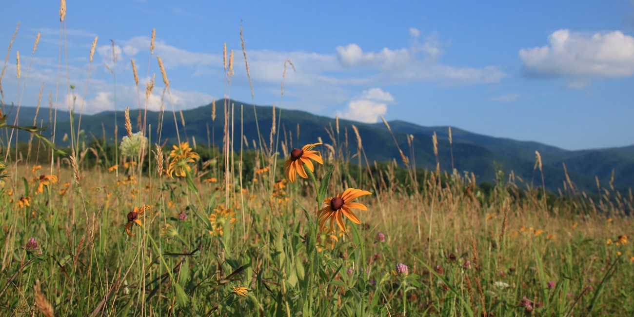 Wildflower meadow in Cades Cove with forested mountains behind